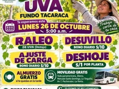 Labores de Uva – IQF del Perú, Fundo Tacaraca