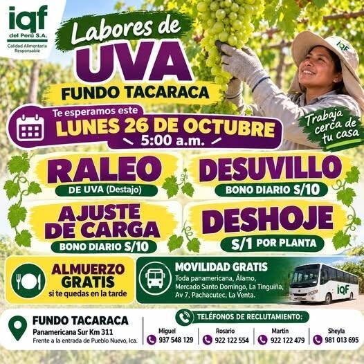 Labores de Uva – IQF del Perú, Fundo Tacaraca - Imagen 1