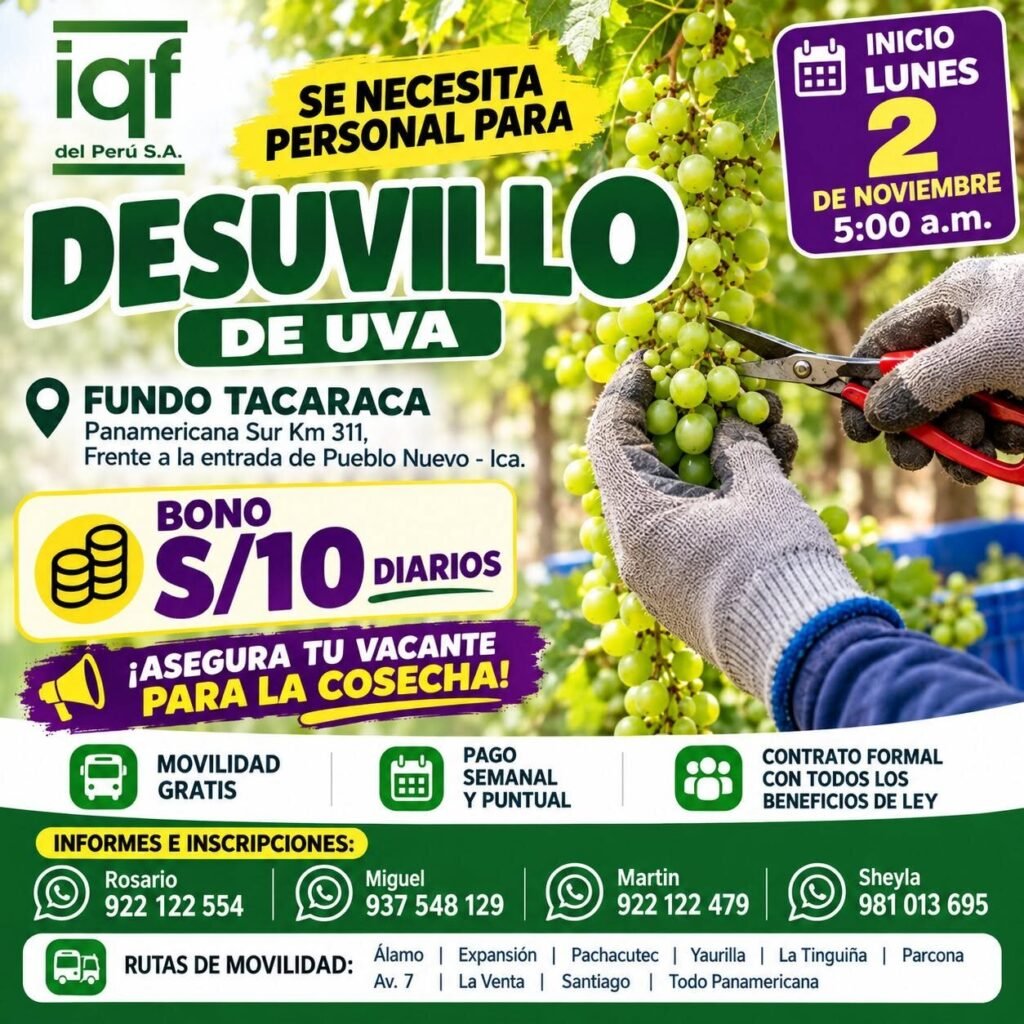 RALEO, DESHOJE, AJUSTE DE CARGA, DESUVILLO Y LABORES DE UVA – IQF DEL PERÚ (ICA) - Imagen 4