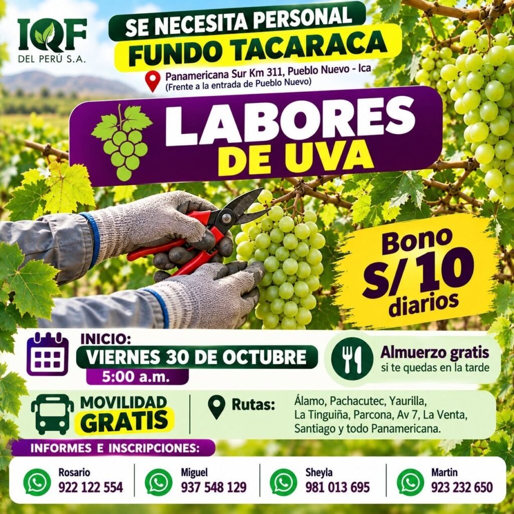 RALEO, DESHOJE, AJUSTE DE CARGA, DESUVILLO Y LABORES DE UVA – IQF DEL PERÚ (ICA) - Imagen 2