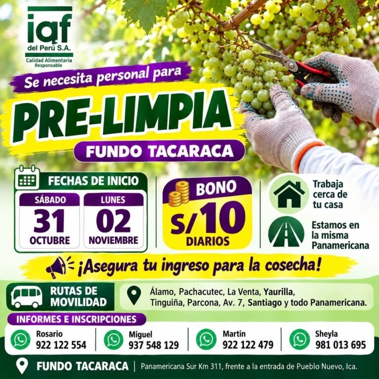 PRE-LIMPIA DE UVA – IQF DEL PERÚ – FUNDO TACARACA (ICA)