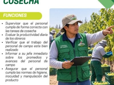 Caporales – Cosecha – Agrícola La Guerrero (Ica)