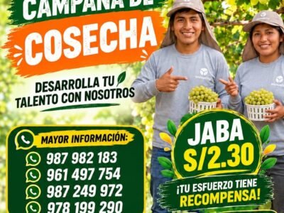 CAMPAÑA DE COSECHA DE UVA – MANUELITA (SAN JOSÉ DE VILLACURÍ)