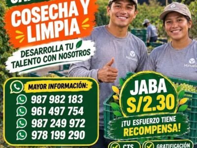 COSECHA Y LIMPIA TURNO NOCHE – MANUELITA (ICA)