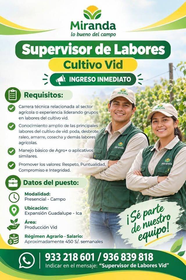 Agrícola Miranda busca: Supervisor de Labores (Vid) e Inspector de Calidad (Packing Uva) – Guadalupe, Ica