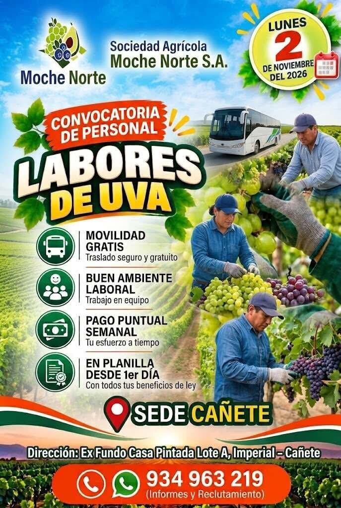 LABORES DE UVA – MOCHE NORTE (CAÑETE) - Imagen 1