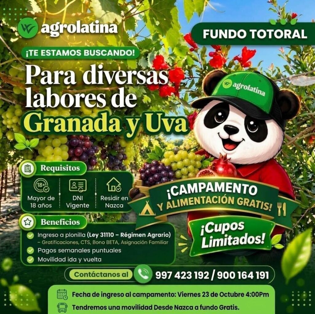 Personal para labores de Uva y Granada – Agrolatina Nazca - Imagen 1