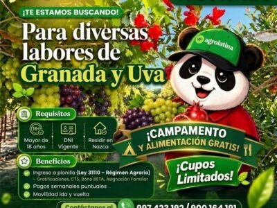 Personal para labores de Uva y Granada – Agrolatina Nazca