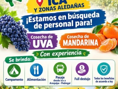 Cosecha de Uva y Mandarina – Agrícola Pampa Baja (Ica a Arequipa)