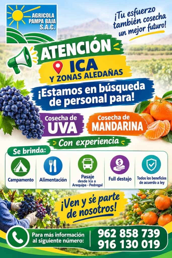 Cosecha de Uva y Mandarina – Agrícola Pampa Baja (Ica a Arequipa) - Imagen 1