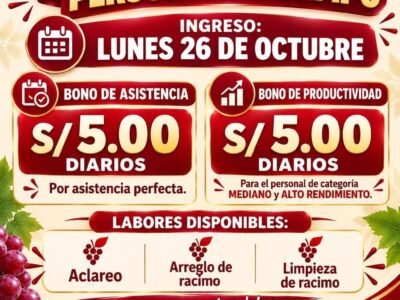 Personal de Campo – Aclareo, Arreglo y Limpieza de Racimo (Pedregal)