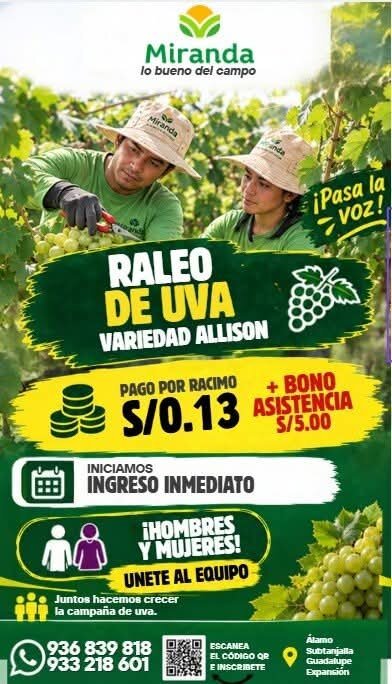 Packing de cebolla - Imagen 2