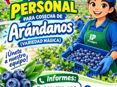 Personal para Cosecha de Arándanos en Fundo San Jorge, Ica