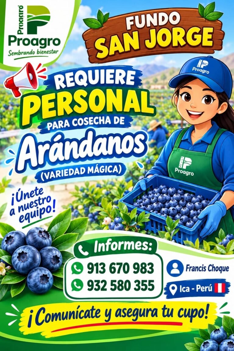 Personal para Cosecha de Arándanos en Fundo San Jorge, Ica