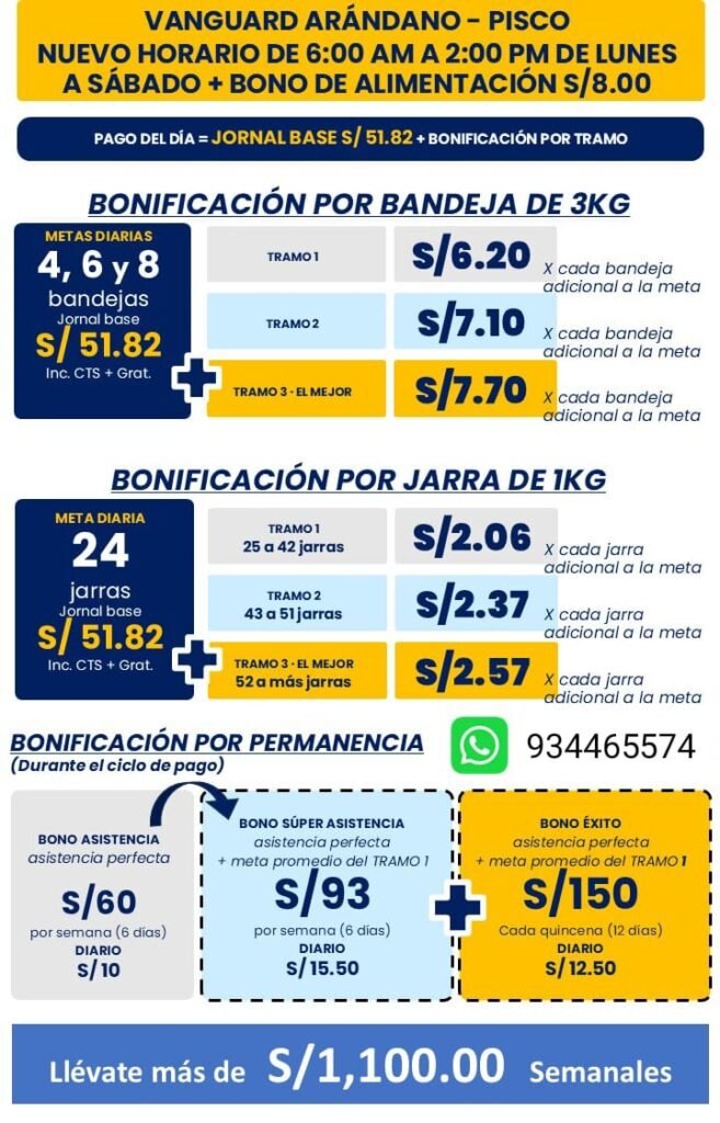 Trabajadores para Recolección de Arándanos en Pisco - Imagen 1