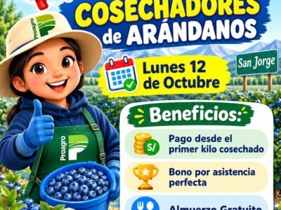 Cosecha de arándanos en Proagro – San Jorge