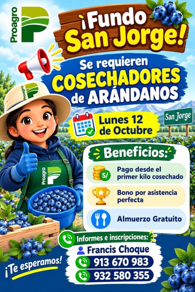 Cosecha de arándanos en Proagro - San Jorge - Imagen 1