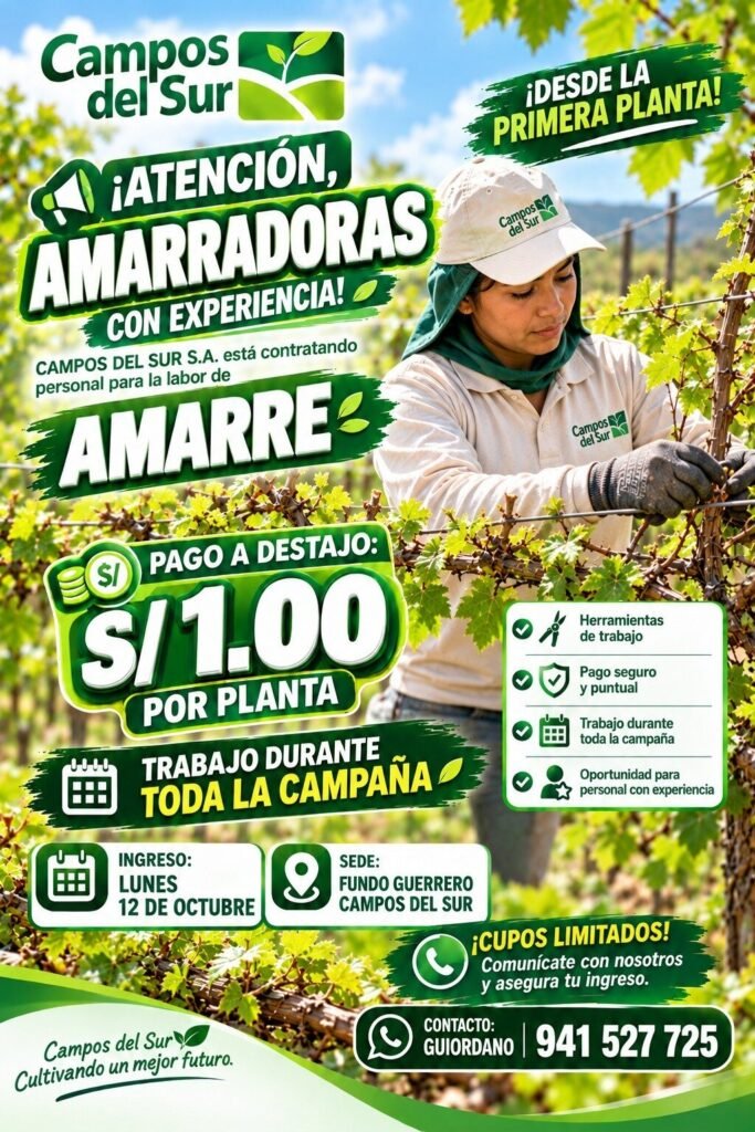 Labores de uva en campos del sur - Imagen 3
