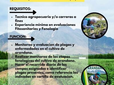 Técnico Agropecuario para Monitoreo de Arándanos