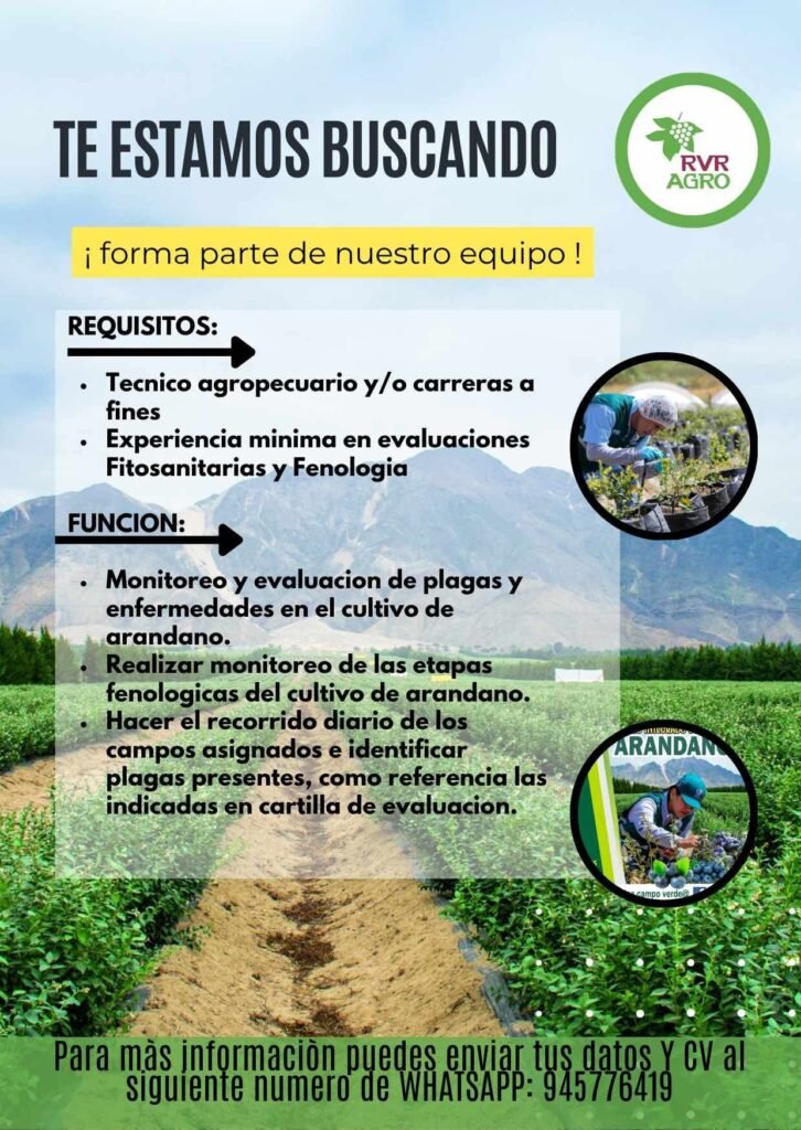 Técnico Agropecuario para Monitoreo de Arándanos