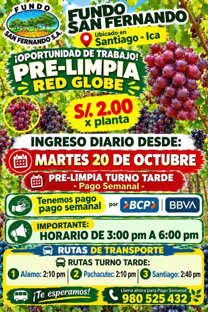 Cosecha de uva en Ica - Imagen 3