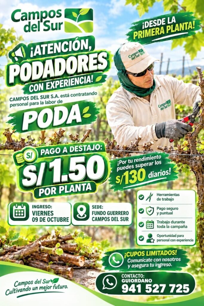 Labores de uva en campos del sur - Imagen 2