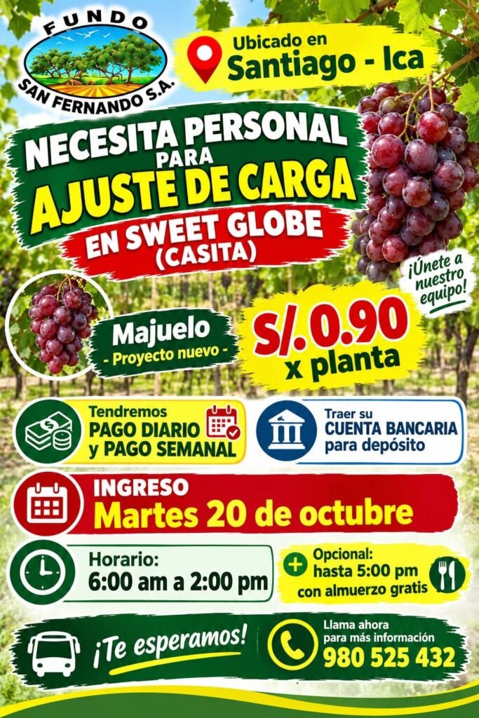 Cosecha de uva en Ica - Imagen 2