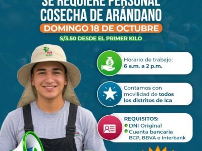 Personal para Cosecha de Arándano en Ica – Urgente