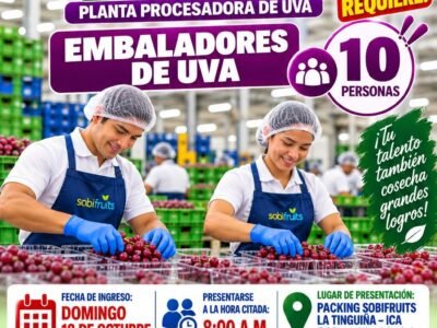 Embaladores de Uva en Packing Sobifrut, La Tinguña – Ica