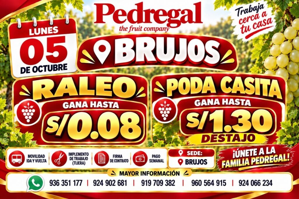 Raleo y poda de uva en Pedregal - Imagen 2