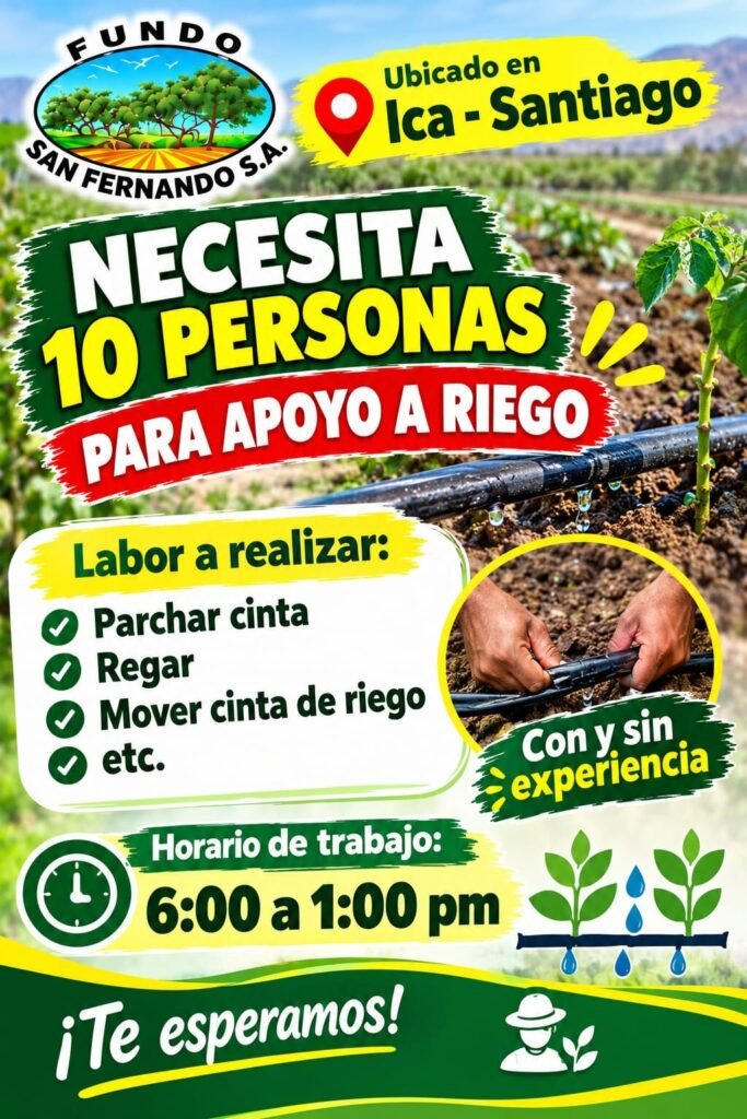 Cosecha de uva en Ica - Imagen 1