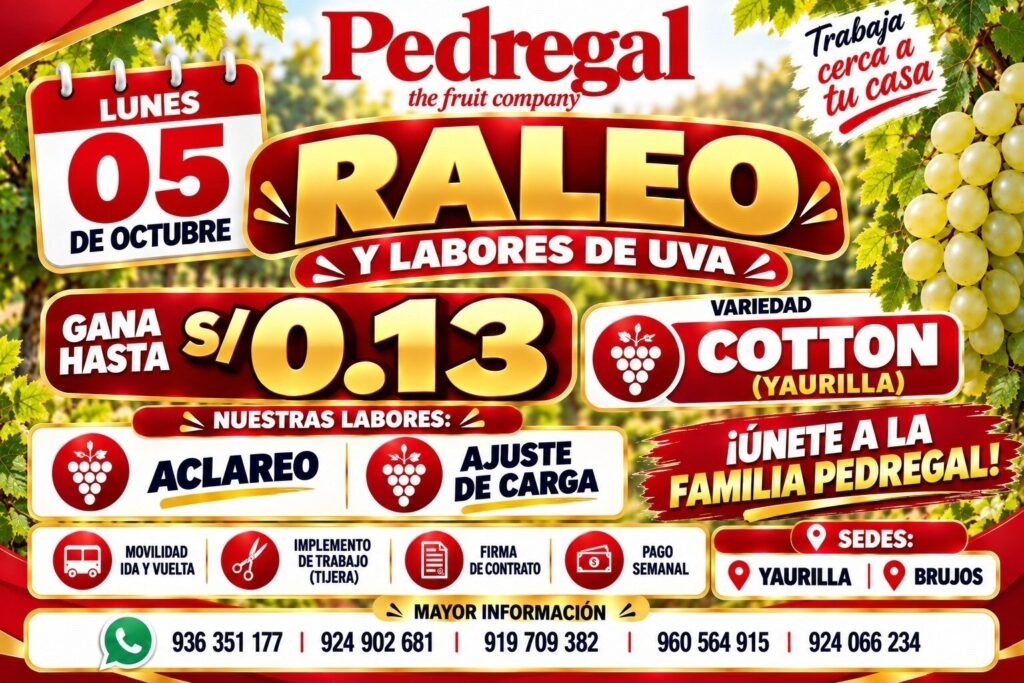 Raleo y poda de uva en Pedregal - Imagen 1