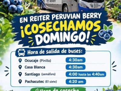 Mañana domingo hay cosecha de arándanos en REITER PERUVIAN