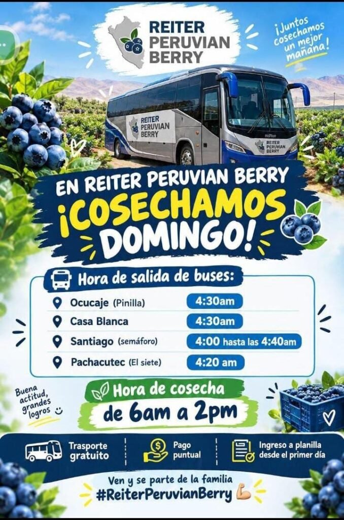 Mañana domingo hay cosecha de arándanos en REITER PERUVIAN - Imagen 1