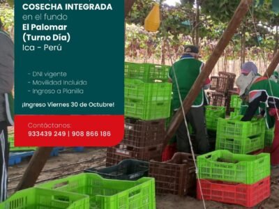 Cosecha Integrada en Fundo El Palomar, Safco – Perú