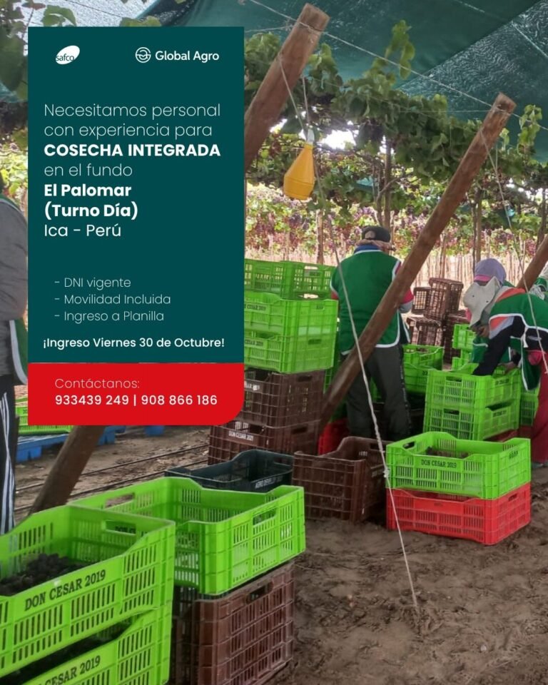 Cosecha Integrada en Fundo El Palomar, Safco – Perú