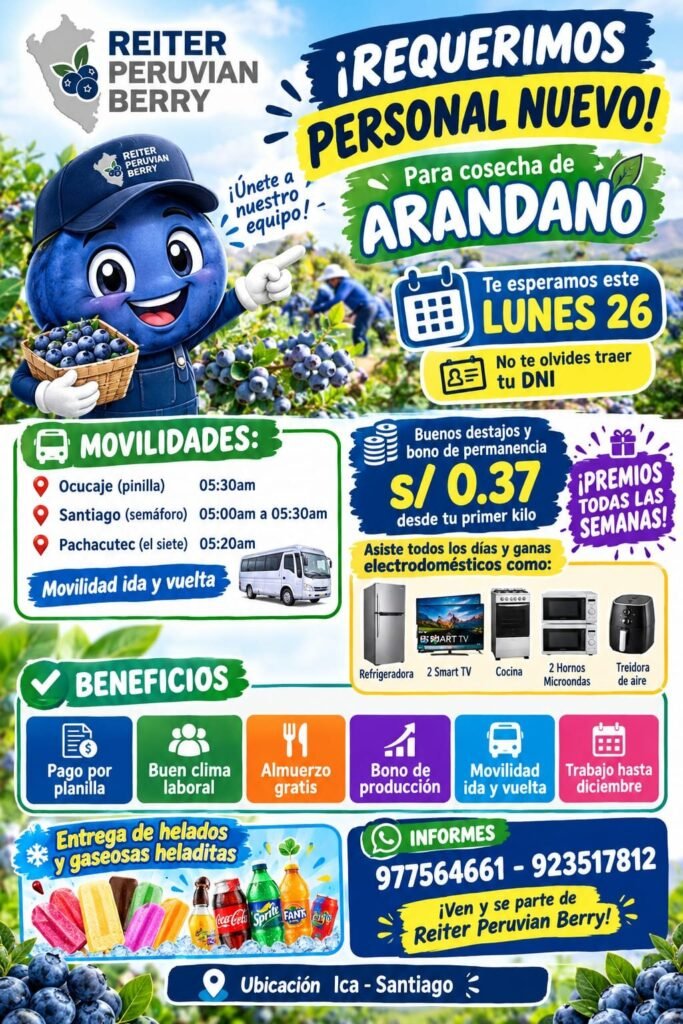 Cosecha de arándanos - Imagen 1