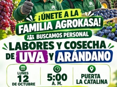 Labores de cosecha de uva y arándano