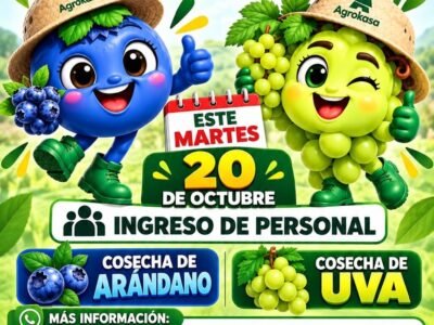 Cosechadores de Arándano y Uva en La Catalina, Ica