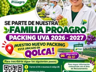 Packing de uva en el fundo Qolqa