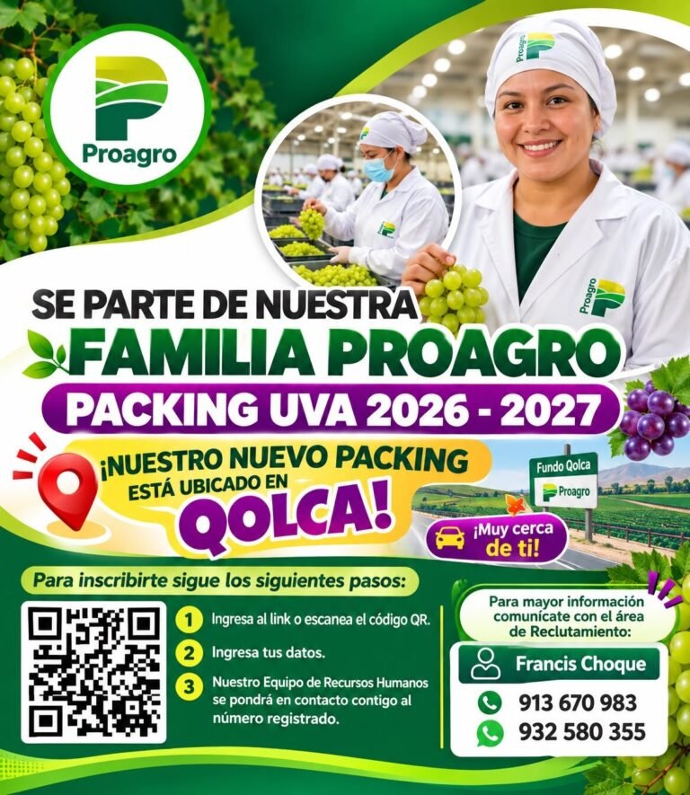 Packing de uva en el fundo Qolqa