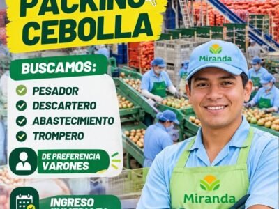 Packing de cebolla