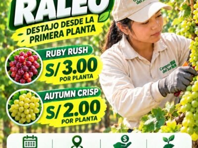 Labores de uva en campos del sur