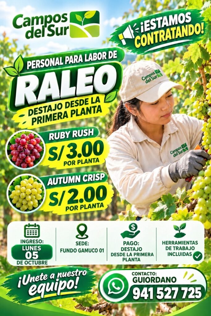 Labores de uva en campos del sur - Imagen 1