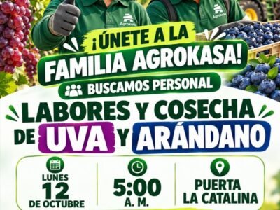 Personal para Cosecha de Uva y Arándano en Puerta La Catalina, Ica