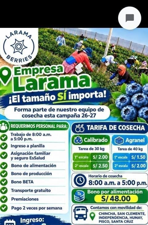 Cosecha de arándanos
