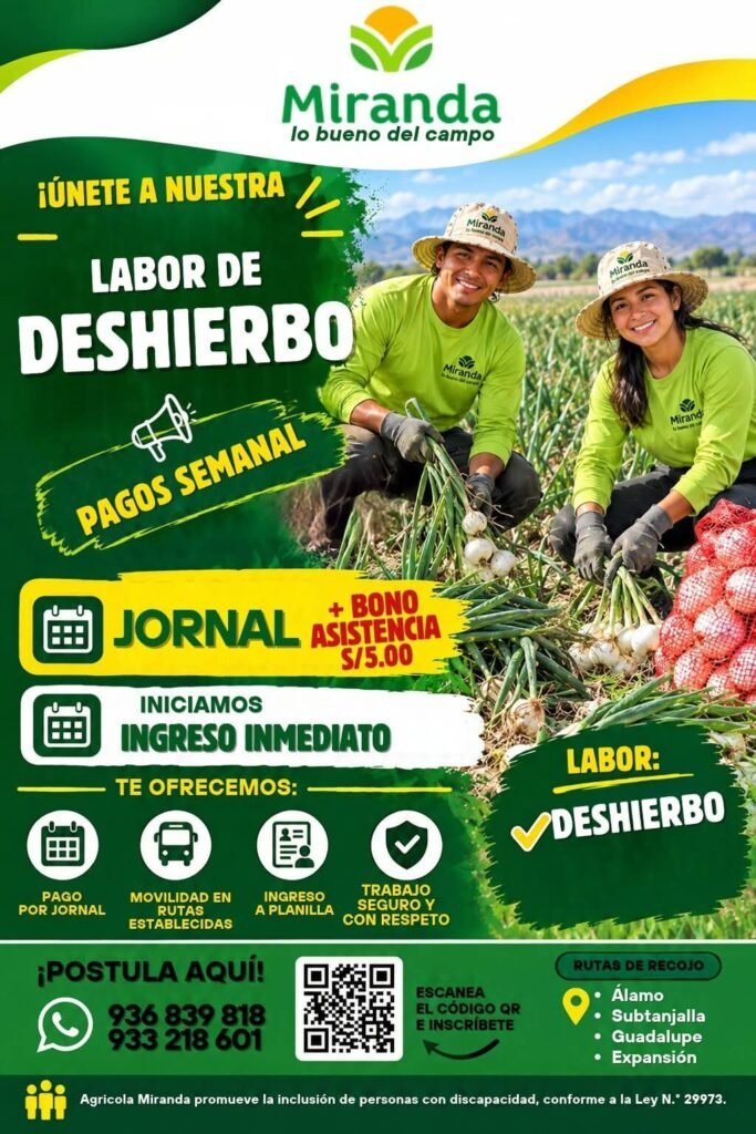 Packing de cebolla - Imagen 3