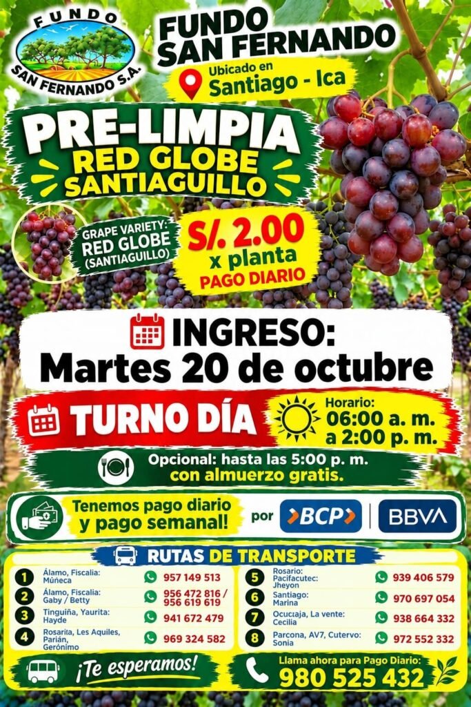 Cosecha de uva en Ica - Imagen 4