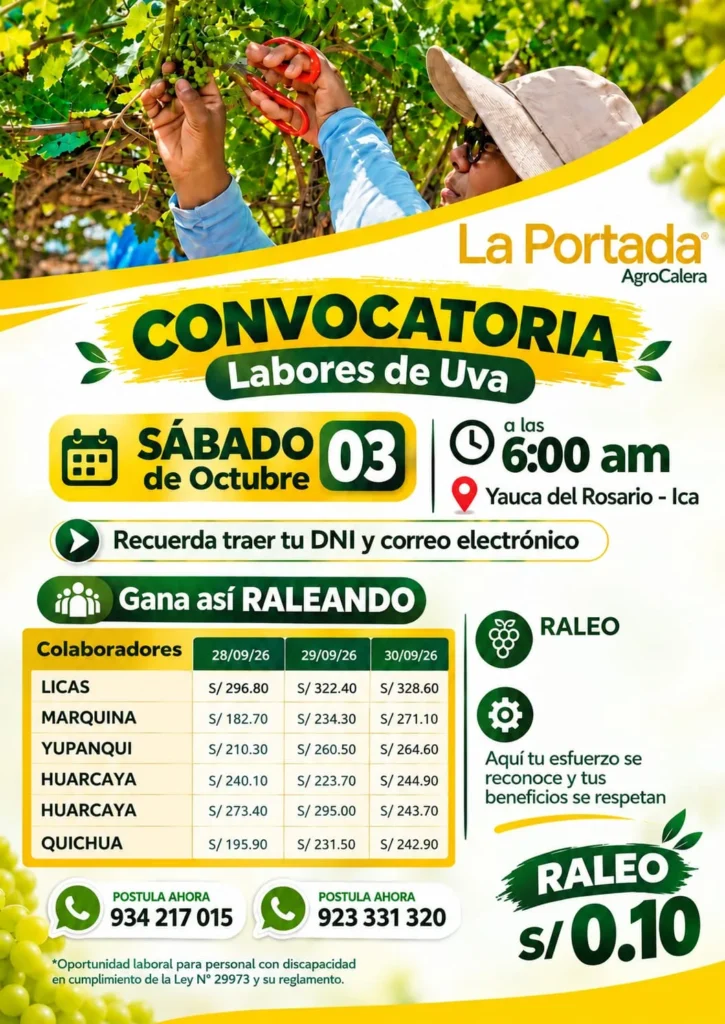 Raleo de uva en AGROCALERA - Imagen 1