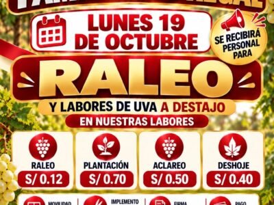 Trabajadores para Raleo y Cultivo de Uvas en Los Brujos